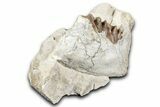 Fossil Running Rhino (Hyracodon) Jaw Section - South Dakota #355498-5